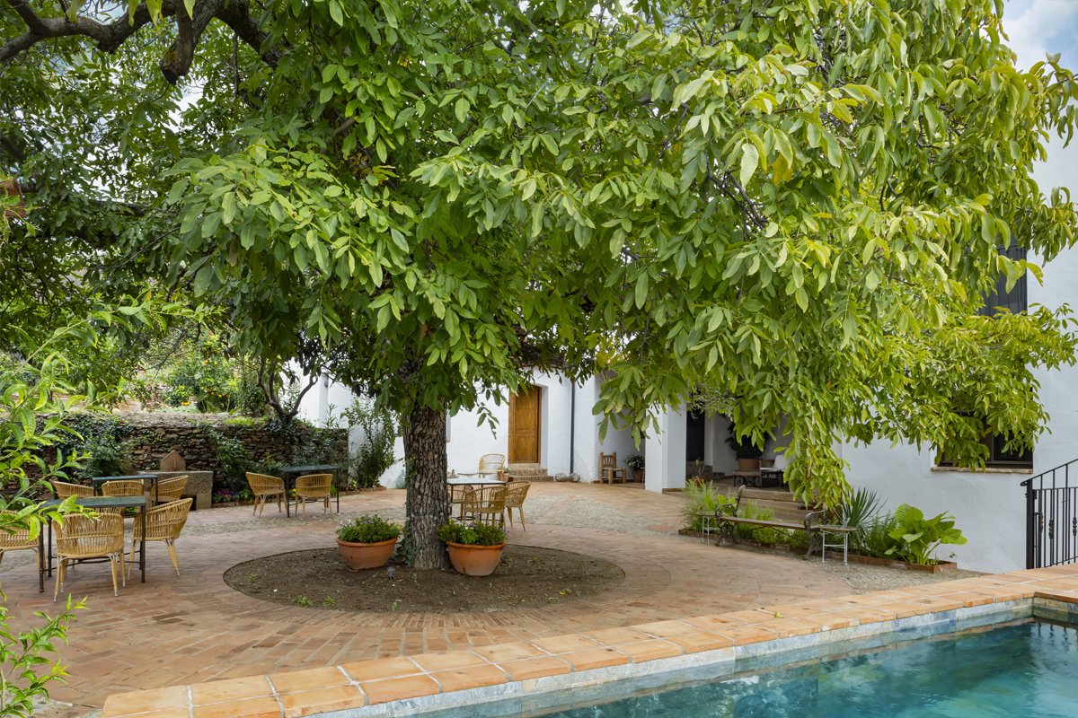 el nogal de El Patio del Nogal